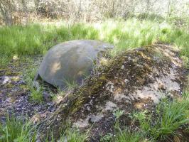 Ligne Maginot - DO1 - FOND D'HAVANGE - (Observatoire d'artillerie) - 