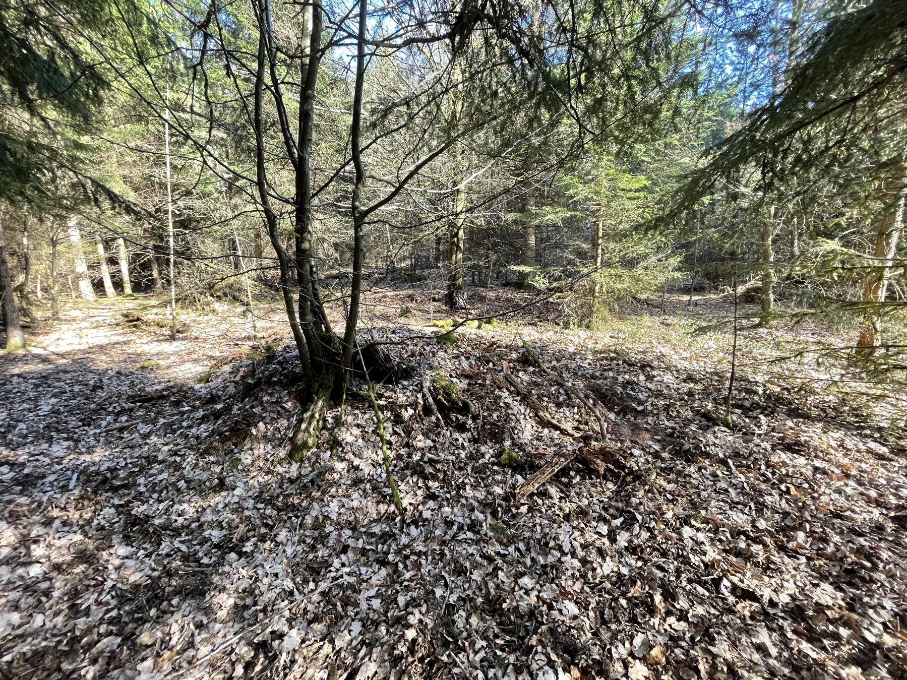 Ligne Maginot - C4 - (Chambre de coupure) - Emplacement de la chambre, camouflée par les feuilles