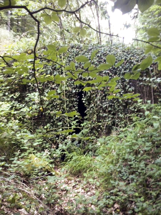 Ligne Maginot - M14 - BOIS DE LANGENSOULTZBACH 4 - (Blockhaus pour arme infanterie) - 