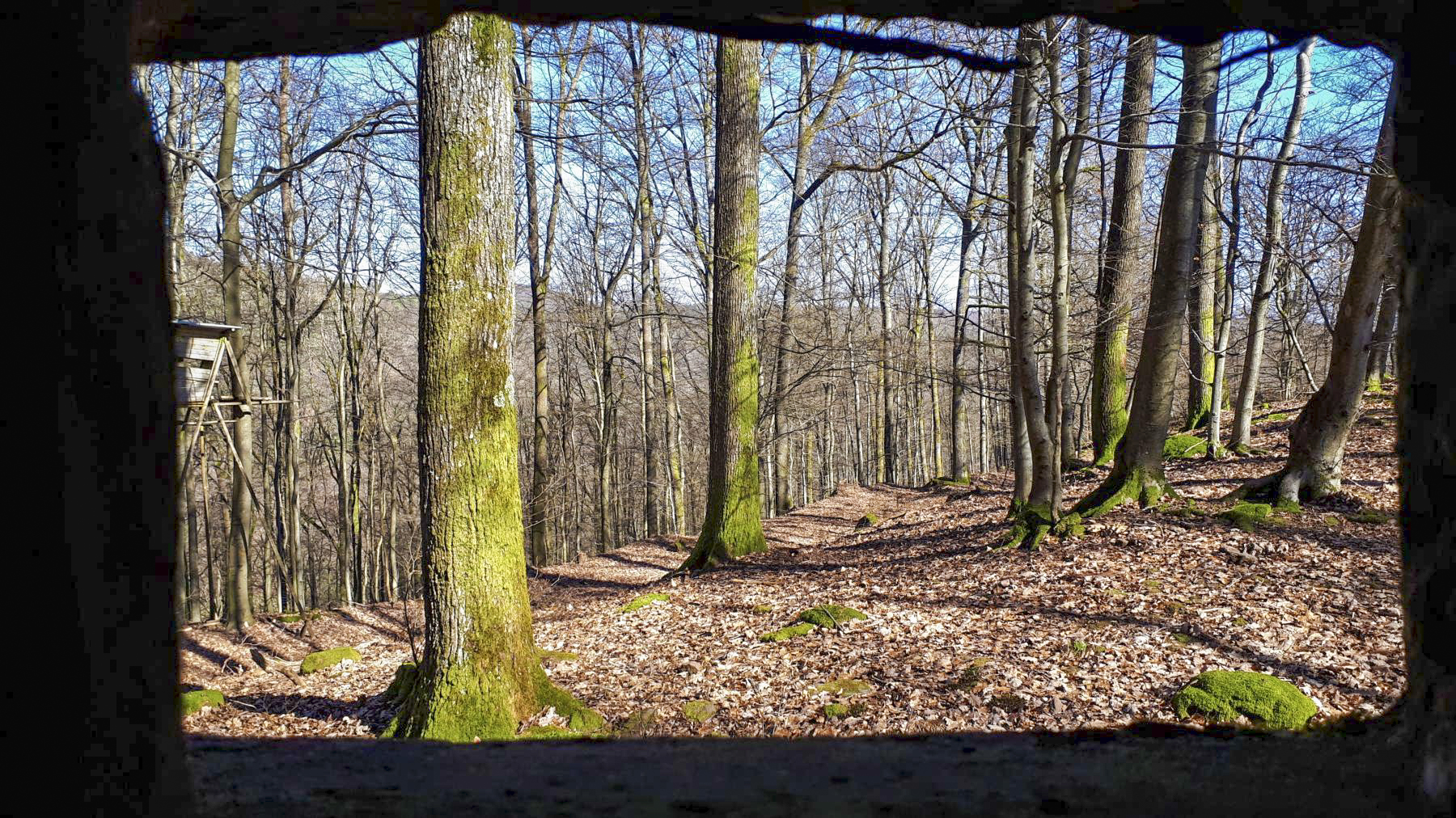 Ligne Maginot - FM39 - DIEBSKOPF 1 - (Blockhaus pour arme infanterie) - Vue depuis le créneau latéral droit, sur le chemin et le versant nord du collet