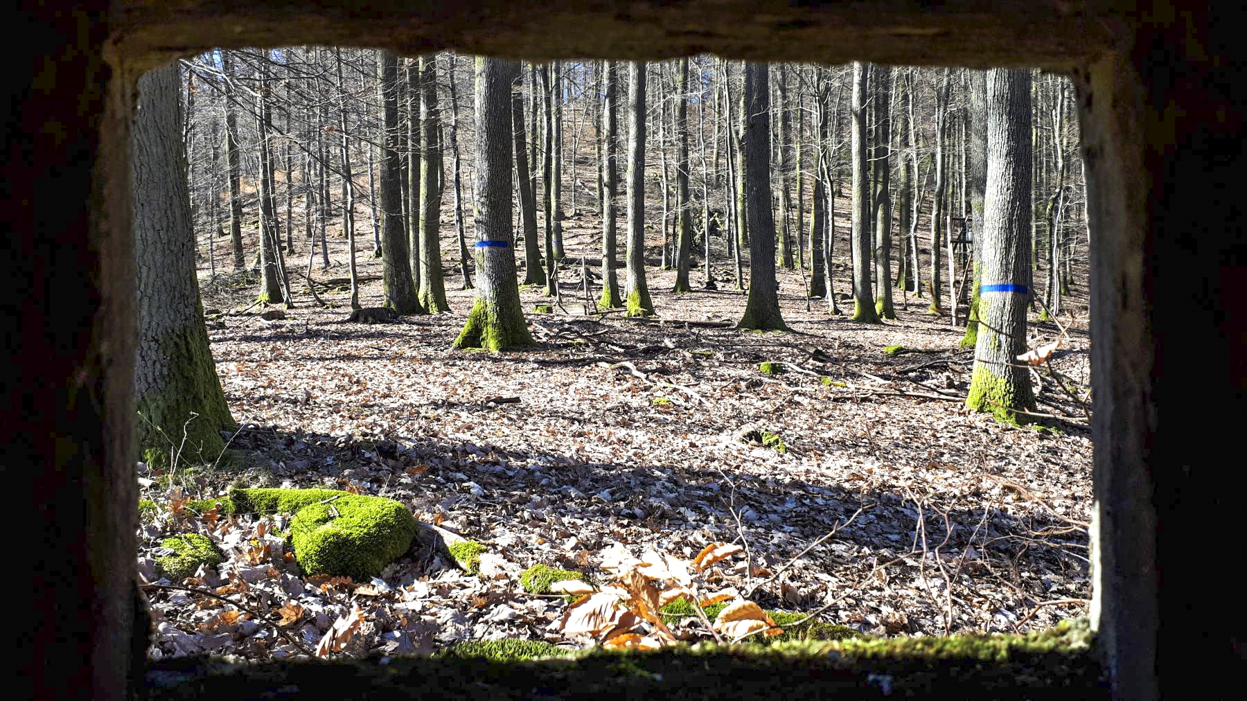 Ligne Maginot - FM39 - DIEBSKOPF 1 - (Blockhaus pour arme infanterie) - Vue depuis le créneau latéral gauche, vers le sommet du Diebskopf