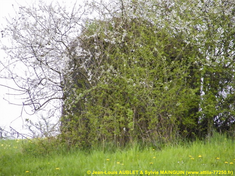 Ligne Maginot - FM65 - EICHHOLTZ 3 - (Blockhaus pour arme infanterie) -  - Jean-Louis AUBLET & Sylvie MAINGUIN (www.attila-77