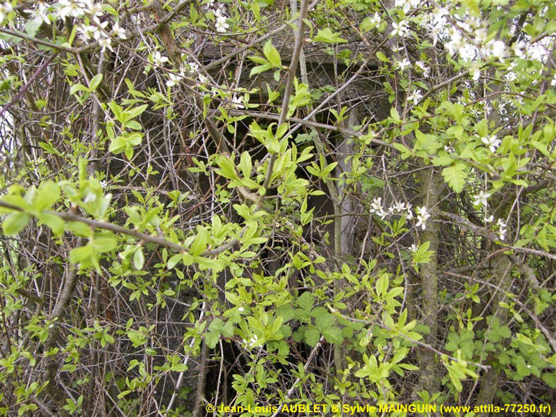 Ligne Maginot - FM65 - EICHHOLTZ 3 - (Blockhaus pour arme infanterie) -  - Jean-Louis AUBLET & Sylvie MAINGUIN (www.attila-77