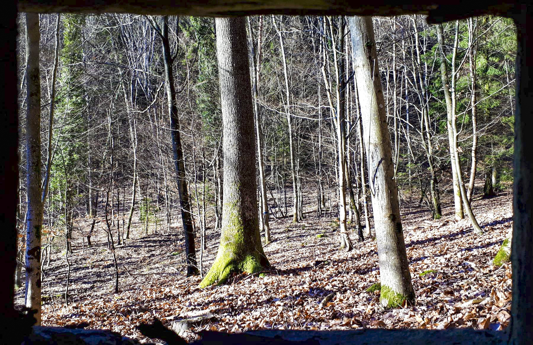 Ligne Maginot - M79 - BETZENTHAL 2 - (Blockhaus pour arme infanterie) - Vue depuis le créneau droit, axé au nord - Gregory Fuchs