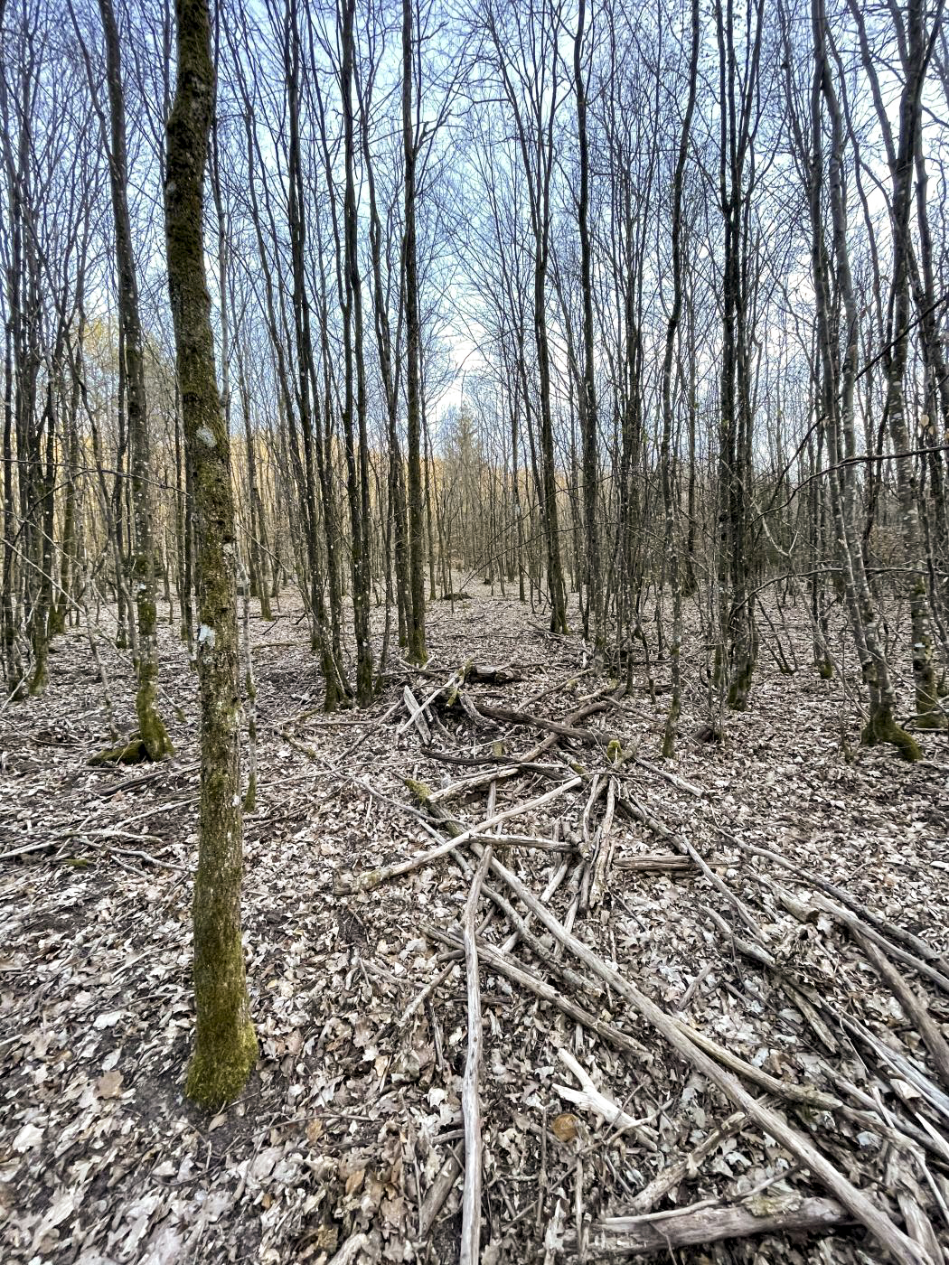 Ligne Maginot - U - (Chambre de coupure) - L'emplacement de la chambre de coupure, invisible depuis la surface