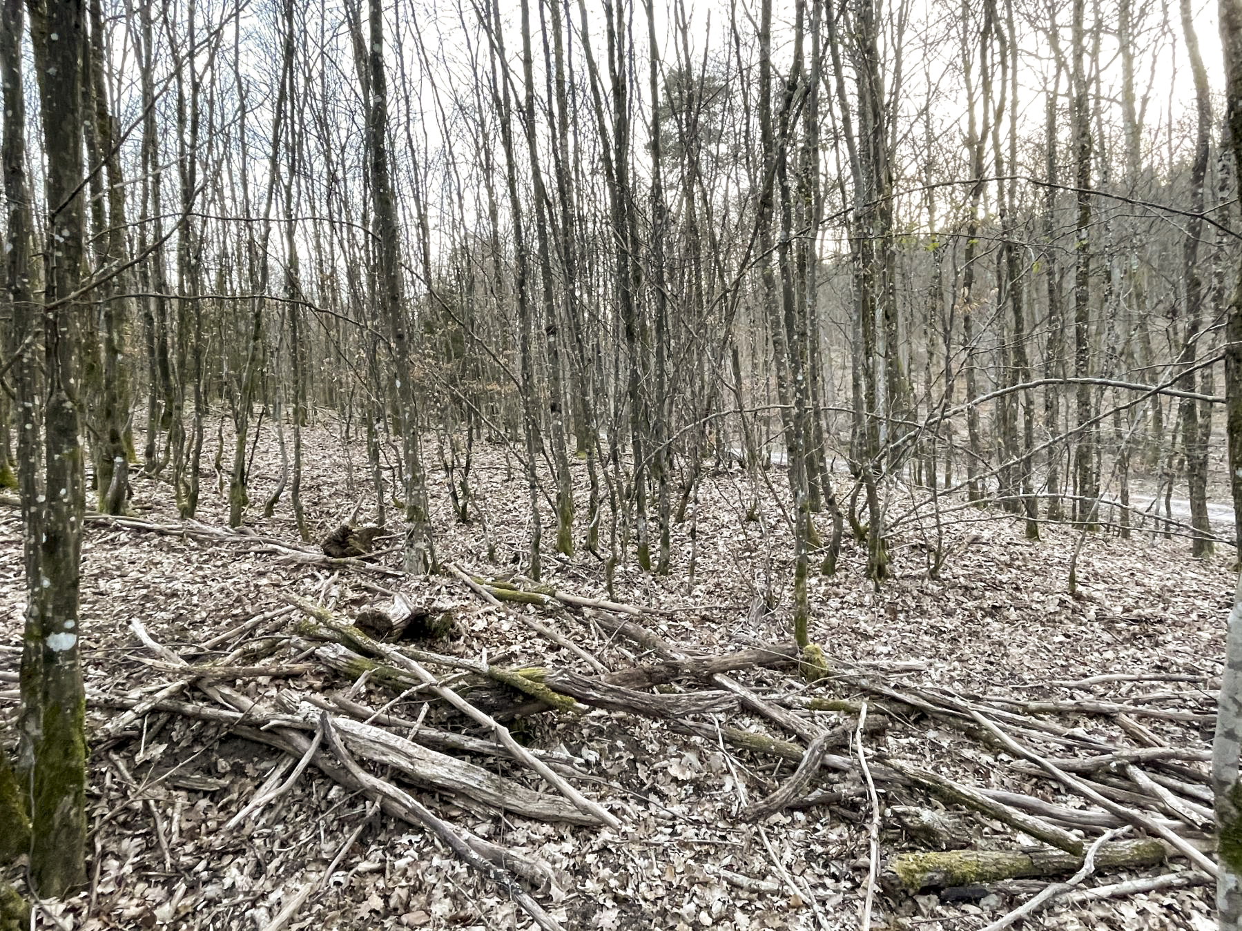 Ligne Maginot - U - (Chambre de coupure) - L'emplacement de la chambre de coupure par rapport au chemin forestier à proximité