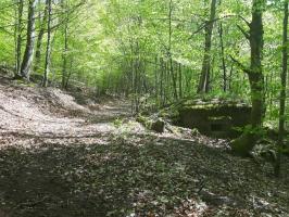 Ligne Maginot - M9 - TRAUTBACH 1 - (Blockhaus pour arme infanterie) - Le bloc bordant un chemin forestier