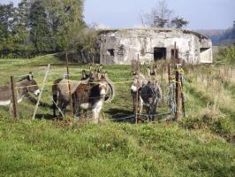 Ligne Maginot - B356 - PONT DU CHATEAU - (Blockhaus pour canon) - Situé dans un pré - sert d'abri aux ânes.