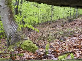 Ligne Maginot - M9 - TRAUTBACH 1 - (Blockhaus pour arme infanterie) - vue depuis le créneau mitrailleuse