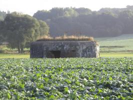 Ligne Maginot - B264 - Le BILEMONT (Blockhaus pour canon) - B264 - Le BILEMONT situé dans son environnement - vu depuis la D191.