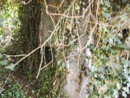 Ligne Maginot - B309 - PONT à TRESSIN SUD - (Blockhaus pour canon) - 