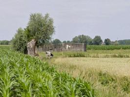 Ligne Maginot - BEF 7 - CHATEAU DES BOIS OUEST - (Abri) - 