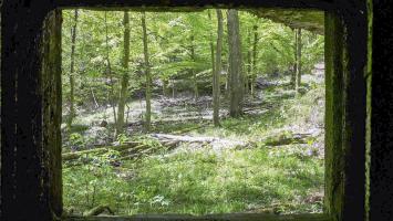 Ligne Maginot - TRAUTBACH OUEST - (Blockhaus pour arme infanterie) - Vue depuis le créneau Est