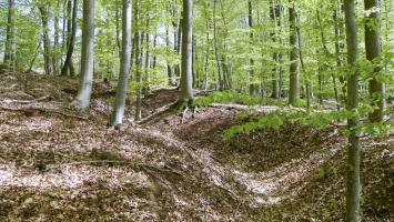 Ligne Maginot - SAUECK - (Position d'artillerie préparée) - Réseau de tranchées entre les positions des pièces et les abris en contrebas