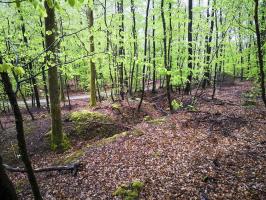 Ligne Maginot - SAUECK - (Position d'artillerie préparée) - La suite de la position sur le Spitzberg : importants réseaux de tranchées