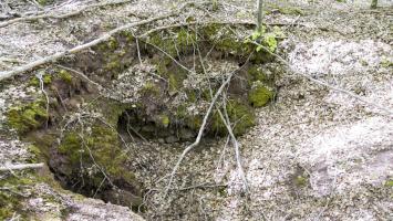 Ligne Maginot - SAUECK - (Position d'artillerie préparée) - Restes de maçonnerie dans l'un des encuvements (Position Spitzberg).

Il est très compliqué de différencier les positions françaises sur ce côté, le Spitzberg étant un champ de bataille durant l'opération Nordwind en 1945, allemands et américains y avaient aussi leurs positions.