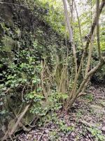 Ligne Maginot - B591 - RICHARDSHAEUSER 5 - (Blockhaus pour arme infanterie) - Le dernier mur, à l'arrière de l'entrée.