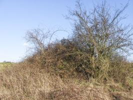 Ligne Maginot - DELLWIESE EST - (Blockhaus pour arme infanterie) - Vue générale