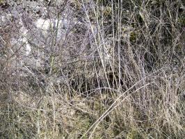 Ligne Maginot - FATTER BRUNEN (Casemate d'infanterie) - 