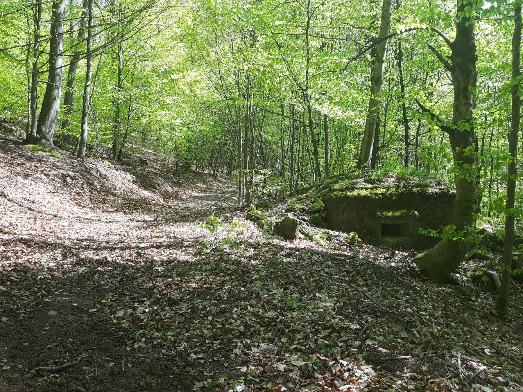 Ligne Maginot - M9 - TRAUTBACH 1 - (Blockhaus pour arme infanterie) - Le bloc bordant un chemin forestier