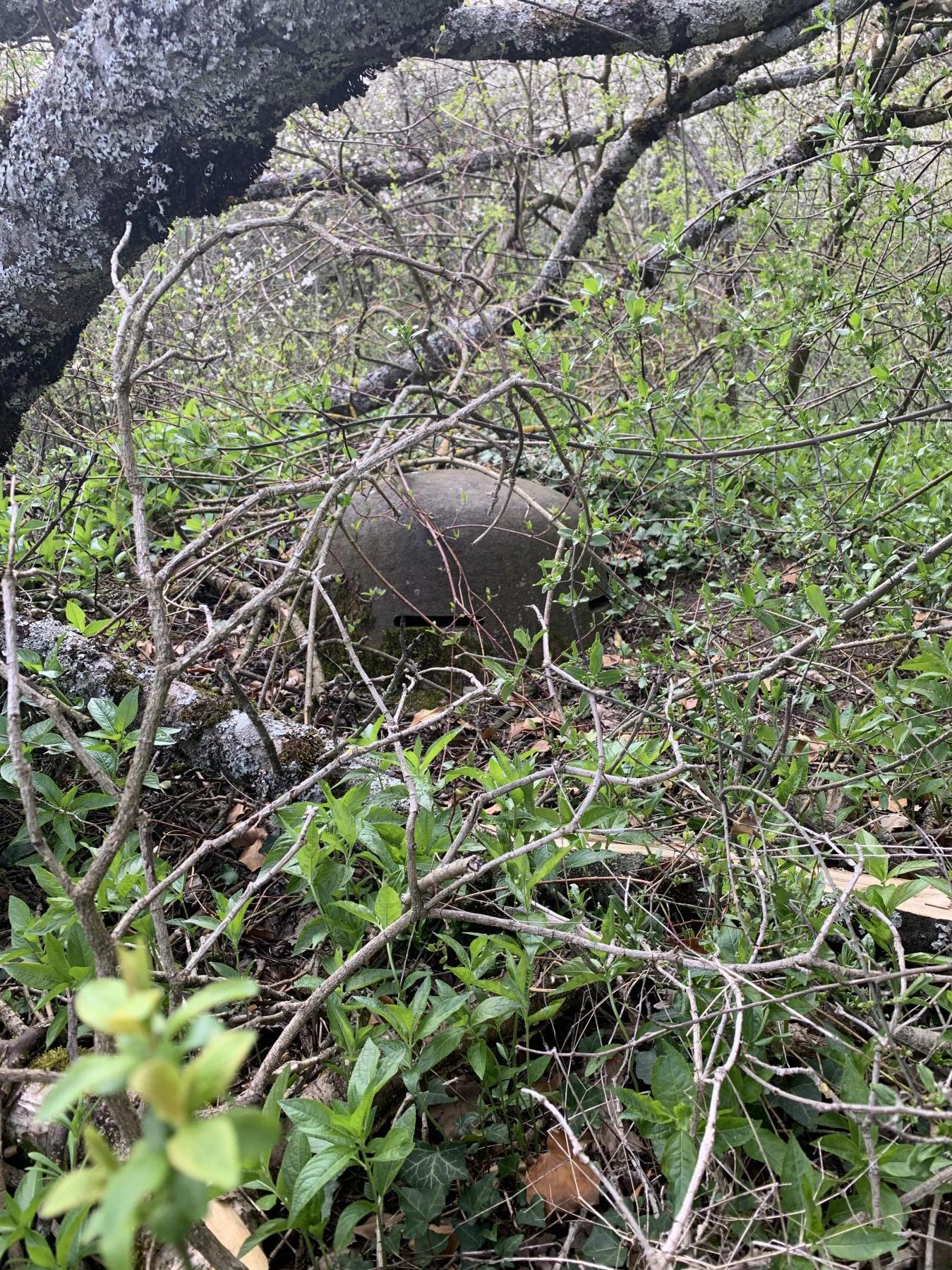 Ligne Maginot - HUTTINGUE - (Ouvrage d'infanterie) - Cloche : état actuel au milieu des chutes d’arbre