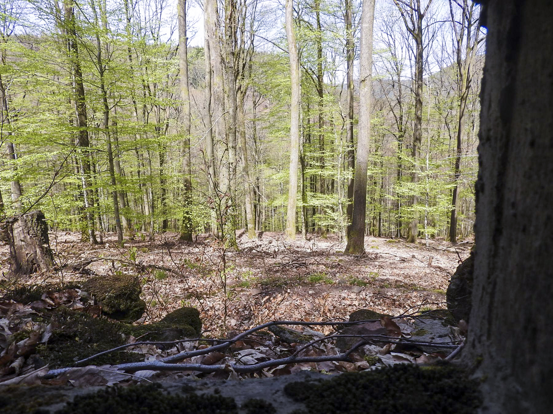 Ligne Maginot - HOHLSTEIN 1 - (Blockhaus pour arme infanterie) - Le champ de tir du créneaux frontal