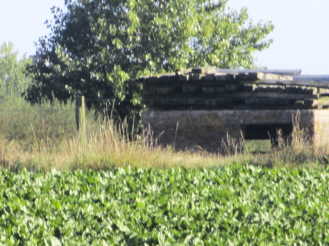 Ligne Maginot - B116 - STEENVOORDE Sud-Est (Blockhaus pour arme infanterie) - 