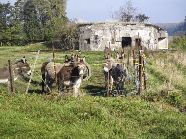Ligne Maginot - B356 - PONT DU CHATEAU - (Blockhaus pour canon) - Situé dans un pré - sert d'abri aux ânes. - Smardz Félix