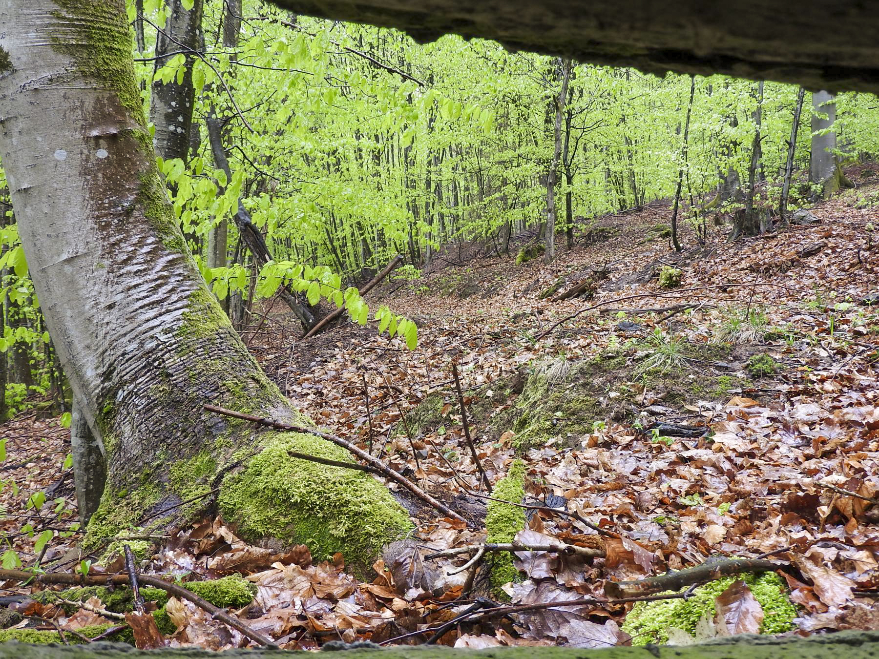 Ligne Maginot - M9 - TRAUTBACH 1 - (Blockhaus pour arme infanterie) - vue depuis le créneau mitrailleuse