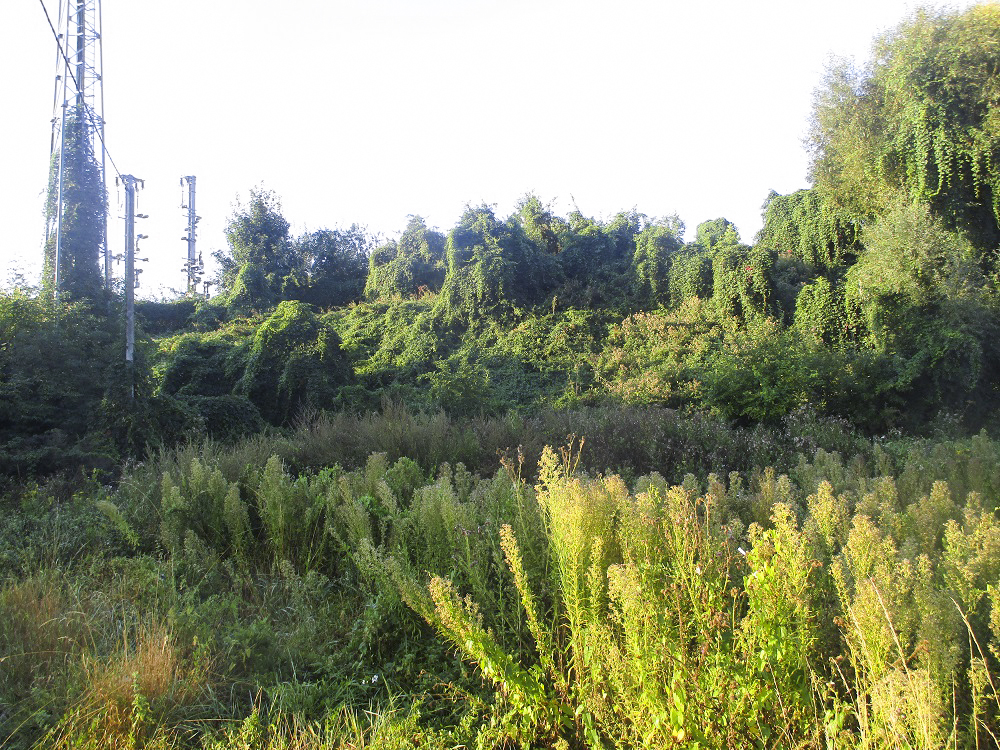 Ligne Maginot - BEF 296 - VOIE de TRIAGE (Blockhaus pour arme infanterie) - Emplacement photographié d'après les cartes. - Smardz Félix