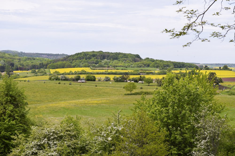 Ligne Maginot - Ouvrage d'artillerie du MONT des WELCHES - Vue sur la colline du Mont des Welsches depuis l'ouvrage du Michelsberg