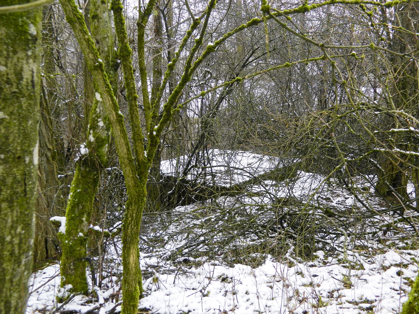 Ligne Maginot - DORFBRUNNEN SUD - (Blockhaus pour arme infanterie) -  - Jean-Marie Bach