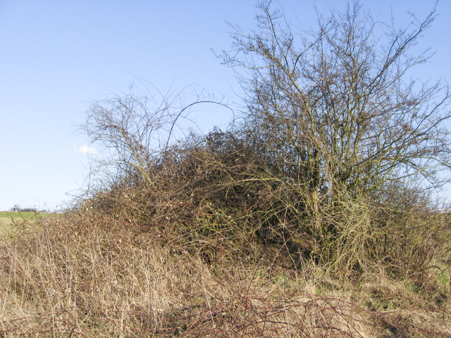 Ligne Maginot - DELLWIESE EST - (Blockhaus pour arme infanterie) - Vue générale - Christian LENHARD