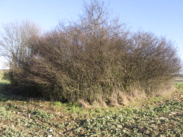 Ligne Maginot - GARTEN 5 - (Blockhaus pour arme infanterie) - Vue générale - Christian LENHARD
