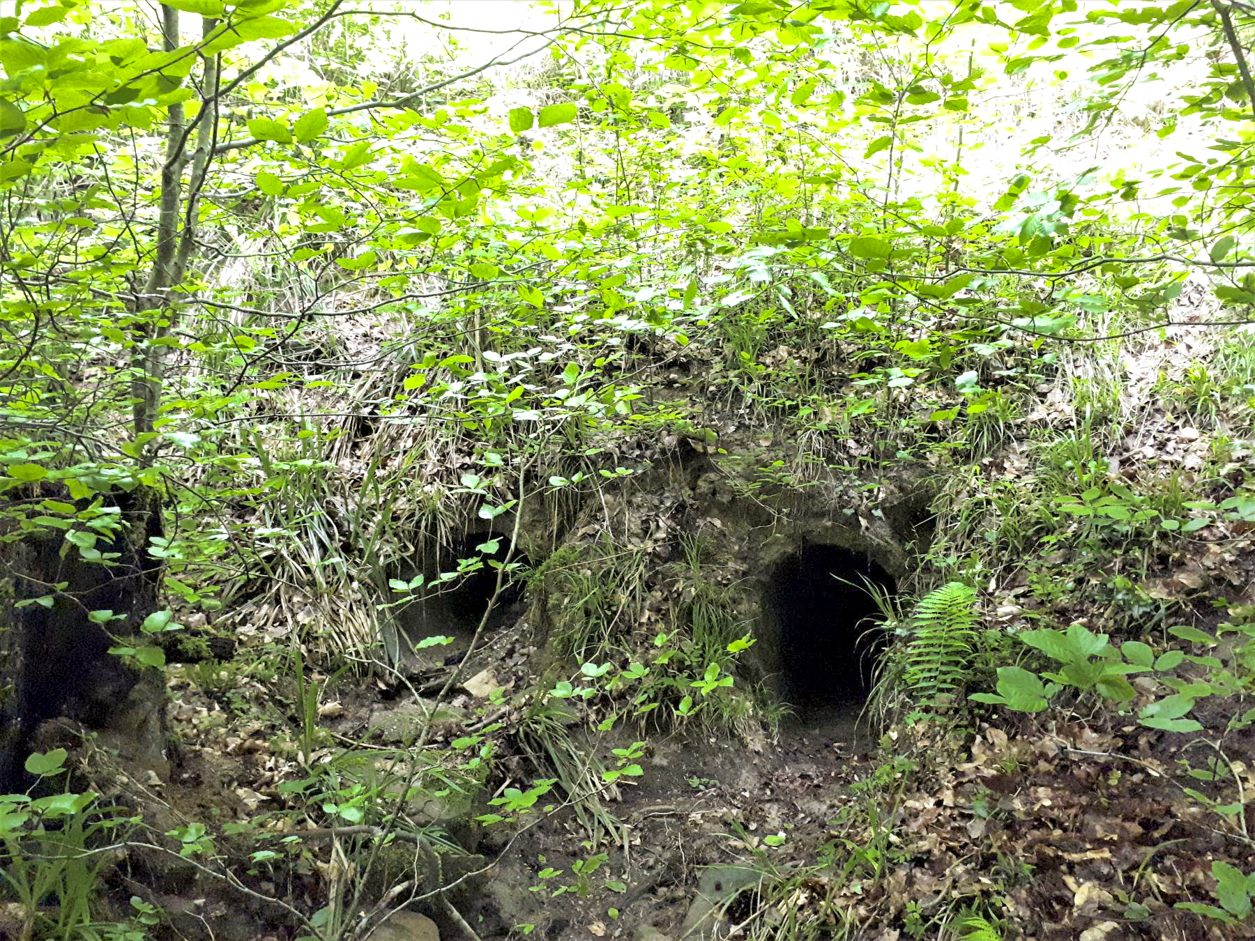 Ligne Maginot - VF60 - ANTENNE DE L'OUVRAGE DU FOUR-à-CHAUX - (RESEAU - Voie 60 - Antenne ou rocade ferroviaire) - 3 - PASSAGE SUR LE VERLORENERBACH
Le coté aval en l'état