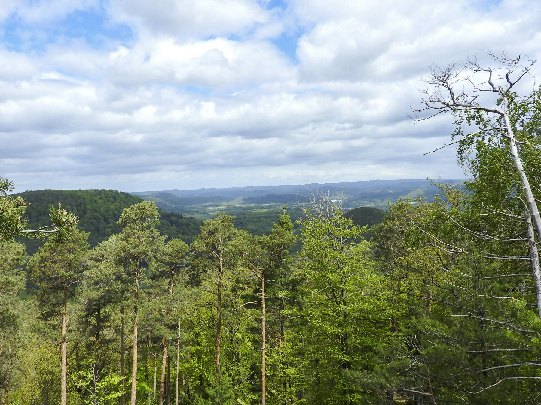 Ligne Maginot - KAPPELSTEIN - (Observatoire d'infanterie) - La vue vers l'Allemagne