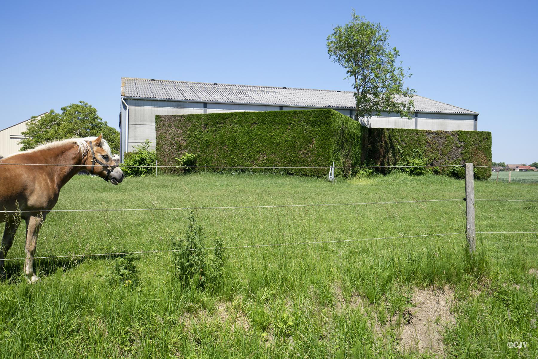 Ligne Maginot - B287 - GRIMONPONT SUD - (Blockhaus pour canon) - Le blockhaus est caché derrière une haie