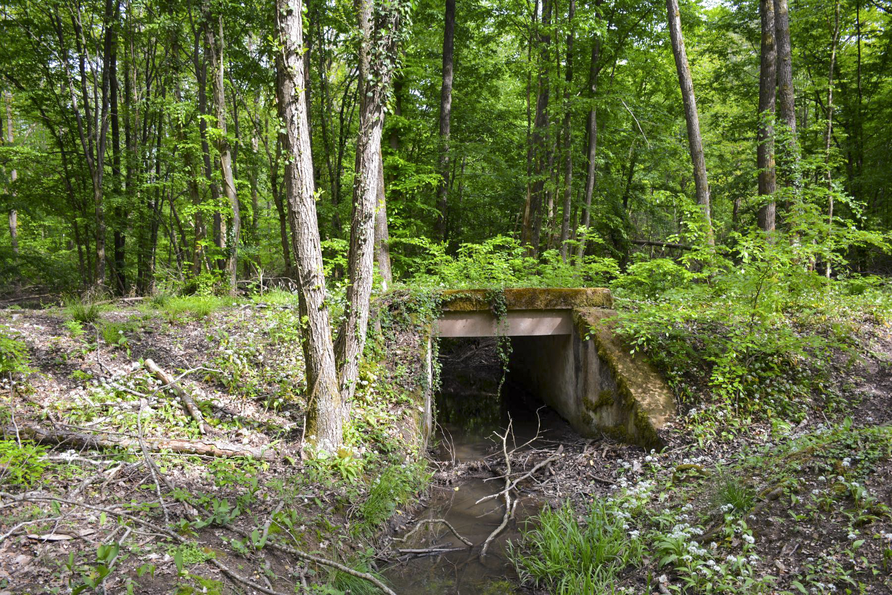 Ligne Maginot - VF60 - ANTENNE DE L'OUVRAGE DU HOCHWALD - (RESEAU - Voie 60 - Antenne ou rocade ferroviaire) - 6 - PONT SUR LE GEFAELLBAECHEL 1
Le pont sur le ruisseau