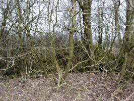 Ligne Maginot - HAMMELSWIESE 7 - (Blockhaus pour arme infanterie) - Vue générale