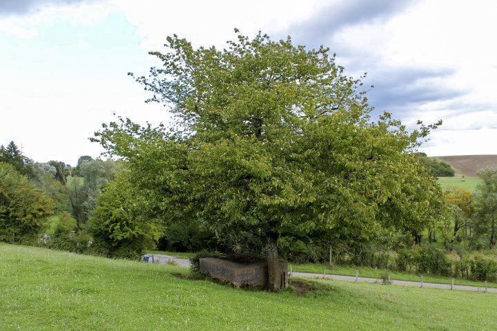 Ligne Maginot - STATION 2 - (Blockhaus pour arme infanterie) - Façade arriere - Christian LENHARD