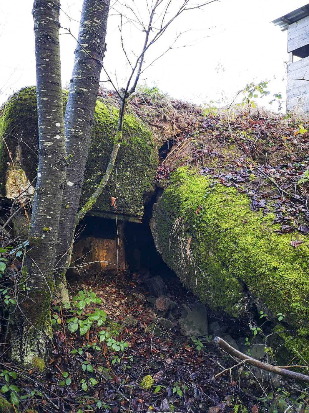 Ligne Maginot - WASENBERG 7 - (Blockhaus pour arme infanterie) - Suite à l'explosion provoquée par les allemands en 1944, l'un des murs du blockhaus a été soufflé, et le toit s'est effondré.