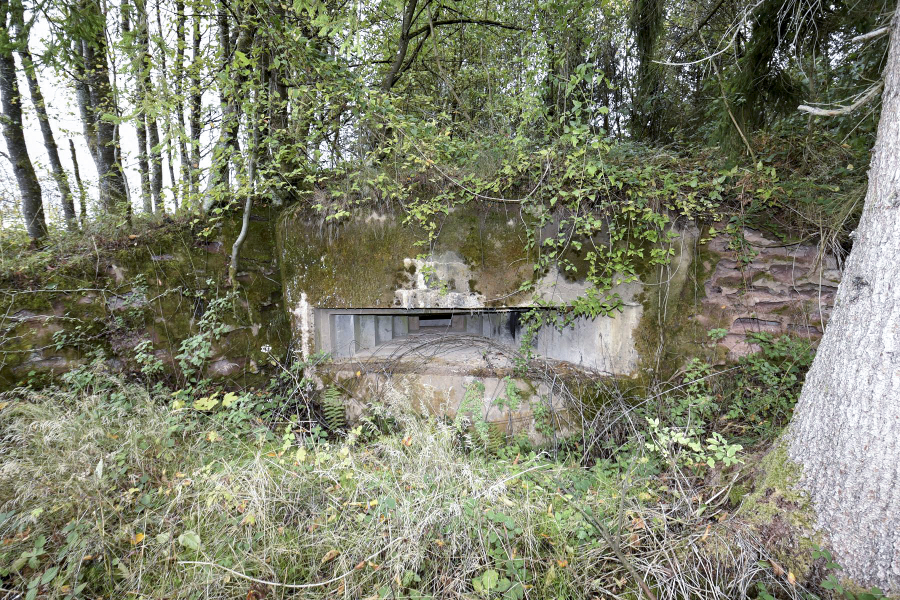 Ligne Maginot - WASENBERG 5 - (Blockhaus pour canon) - 