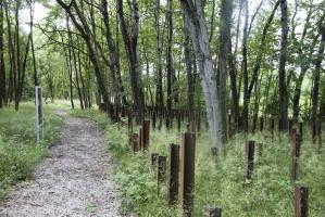 Ligne Maginot - SIMSERHOF - (Ouvrage d'artillerie) - Réseau de rails antichar en avant du demi-ouvrage est, nettoyé et aménagé par un chantier jeunes en 2014