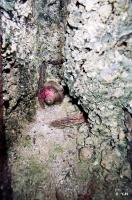 Ligne Maginot - A69 - PAVOT - (Blockhaus lourd type STG / STG-FCR - Double) - Les créneaux d'observation