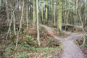 Ligne Maginot - BOIS BABERT (1 / 70° RAMF) - (PC) - Vue générale du PC. La troisième alvéole, non visible sur la photo est vers la droite.