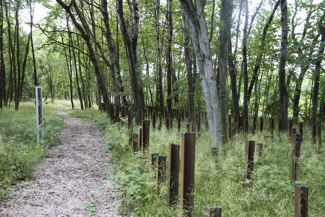 Ligne Maginot - SIMSERHOF - (Ouvrage d'artillerie) - Réseau de rails antichar en avant du demi-ouvrage est, nettoyé et aménagé par un chantier jeunes en 2014