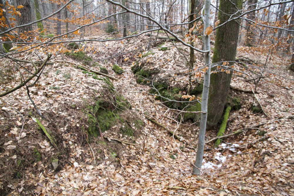 Ligne Maginot - PFAFFENBERG SUD - (Position d'artillerie préparée) - A proximité, de nombreuses traces de cagnas et tranchées