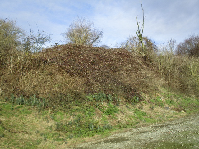 Ligne Maginot - A54 - LILAS - (Blockhaus lourd type STG / STG-FCR - Double) - Ce blockhaus, situé dans un bosquet à proximité de la D 50a a été remblayé et recouvert de broussailles.