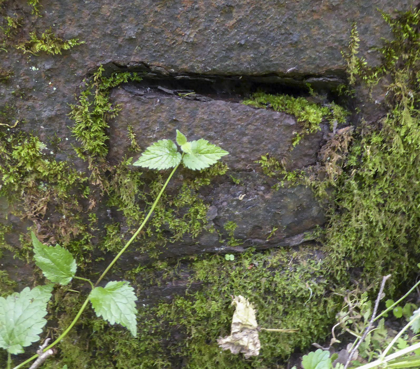 Ligne Maginot - DREVE SAINT ANTOINE - C6 - (Casemate d'infanterie - double) - Cloche JM convertie AM.
Vue extérieure de l'ouvreau d'observation gauche comblé et condamné. - François VILLARS