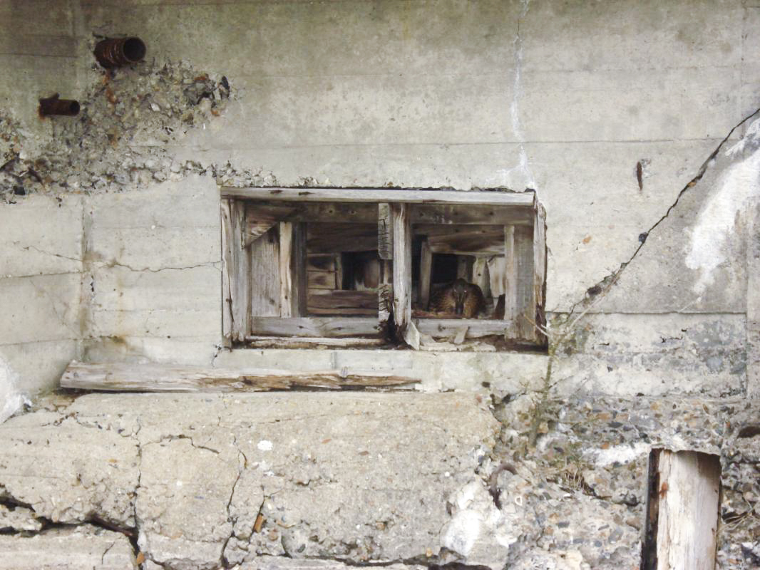 Ligne Maginot - CEZF-20  - LA BRIQUETTERIE - (Casemate d'infanterie - double) - Le coffrage encore en place, coté l'ouest. 
Avec un canard content de cet habitacle